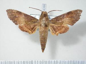  ( - BC-Hax4086)  @13 [ ] Copyright (2010) Jean Haxaire Research Collection of Jean Haxaire