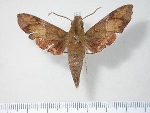  ( - BC-Hax4087)  @13 [ ] Copyright (2010) Jean Haxaire Research Collection of Jean Haxaire