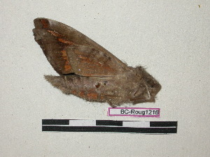  ( - BC-Roug1216)  @12 [ ] Copyright (2010) Jean Haxaire Research Collection of Jean Haxaire