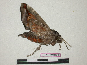  ( - BC-Roug1217)  @13 [ ] Copyright (2010) Jean Haxaire Research Collection of Jean Haxaire