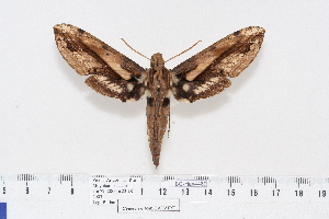  ( - BC-Hax4489)  @13 [ ] Copyright (2010) Jean Haxaire Research Collection of Jean Haxaire