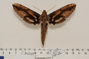  ( - BC-Hax4526)  @14 [ ] Copyright (2010) Jean Haxaire Research Collection of Jean Haxaire