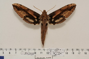  ( - BC-Hax4526)  @14 [ ] Copyright (2010) Jean Haxaire Research Collection of Jean Haxaire