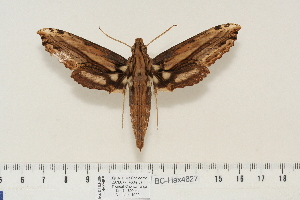  ( - BC-Hax4627)  @14 [ ] Copyright (2010) Jean Haxaire Research Collection of Jean Haxaire