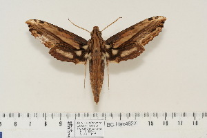  ( - BC-Hax4627)  @14 [ ] Copyright (2010) Jean Haxaire Research Collection of Jean Haxaire