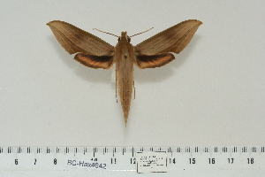  (Xylophanes libyaDHJ04 - BC-Hax4642)  @12 [ ] Copyright (2010) Jean Haxaire Research Collection of Jean Haxaire