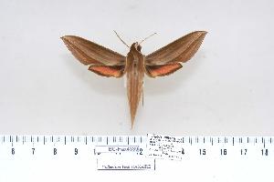  ( - BC-Hax4339)  @13 [ ] Copyright (2010) Jean Haxaire Research Collection of Jean Haxaire