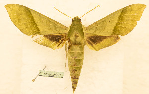  ( - BC-Hax5611)  @11 [ ] CC-by (2023) Jean Haxaire Research collection of Jean Haxaire