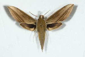 ( - BC-Hax5083)  @13 [ ] Copyright (2012) Jean Haxaire Research Collection of Jean Haxaire