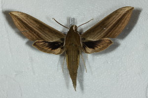  ( - BC-Hax5085)  @13 [ ] Copyright (2012) Jean Haxaire Research Collection of Jean Haxaire