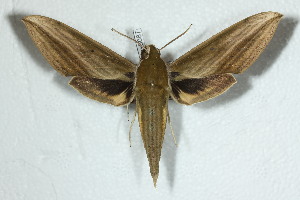  ( - BC-Hax5087)  @12 [ ] Copyright (2012) Jean Haxaire Research Collection of Jean Haxaire