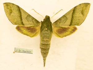  ( - BC-Hax5609)  @11 [ ] CC-by (2023) Jean Haxaire Research collection of Jean Haxaire
