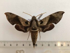  ( - BC-Hax5297)  @11 [ ] CreativeCommons - Attribution (2019) Rodolphe Rougerie Muséum national d'Histoire Naturelle, Paris