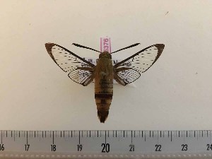  (Cephonodes lifuensis - BC-Hax5376)  @11 [ ] CreativeCommons - Attribution (2019) Rodolphe Rougerie Muséum national d'Histoire Naturelle, Paris