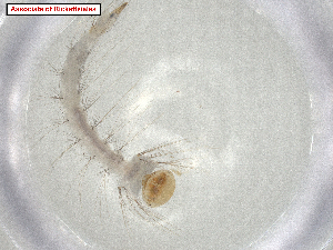  (Cellvibrionales - CBG-A07290-G10.NTS3)  @11 [ ] CreativeCommons - Attribution Share Alike (2024) CBG Photography Group Centre for Biodiversity Genomics