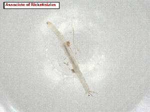  ( - CBG-A07291-C11.NTS3)  @11 [ ] CreativeCommons - Attribution Share Alike (2024) CBG Photography Group Centre for Biodiversity Genomics