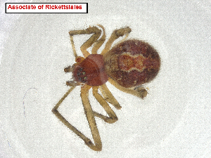 (Legionellales - CBG-A11008-B12.NTS3)  @11 [ ] CreativeCommons - Attribution Share Alike (2024) CBG Photography Group Centre for Biodiversity Genomics