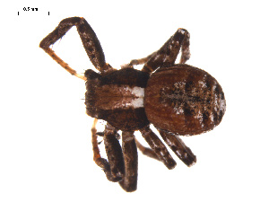  ( - CCDB-04289-H02)  @12 [ ] CreativeCommons - Attribution (2009) Gergin Blagoev Centre for Biodiversity Genomics