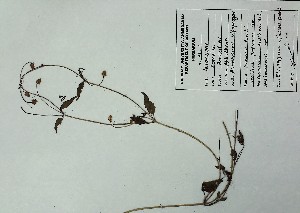  (Acmella paniculata - APNV)  @11 [ ] CreativeCommons - Attribution Share-Alike (2019) Unspecified Botany Department, Gujarat university