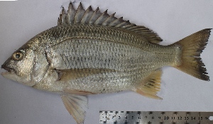  ( - CUMSF507.18)  @11 [ ] Copyright (2015) Mohammad Eusuf Hasan Institute of Marine Sciences, University of Chittagong