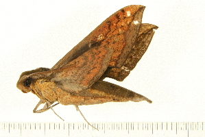  ( - 07-WA-00160)  @12 [ ] CreativeCommons - Attribution (2008) CBG Photography Group Centre for Biodiversity Genomics