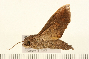  ( - 05-CICRA-00271)  @11 [ ] CreativeCommons - Attribution (2008) CBG Photography Group Centre for Biodiversity Genomics