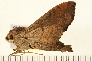  ( - 05-CICRA-00272)  @11 [ ] CreativeCommons - Attribution (2008) CBG Photography Group Centre for Biodiversity Genomics