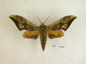 (Orecta tithonus - BC-DZ 11.643)  @13 [ ] Copyright (2010) Carlos Mielke Research Collection of Carlos Mielke