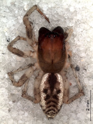  ( - MLB-00187)  @12 [ ] CreativeCommons - Attribution Non-Commercial Share-Alike (2012) Mariana L. Barone Museo Argentino de Ciencias Naturales