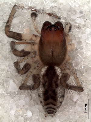  ( - MLB-00186)  @12 [ ] CreativeCommons - Attribution Non-Commercial Share-Alike (2012) Mariana L. Barone Museo Argentino de Ciencias Naturales