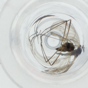  ( - SPGW_011_E9)  @11 [ ] by  Genome Research Ltd as Wellcome Sanger Institute Genome Research Limited operating as Wellcome Sanger Institute