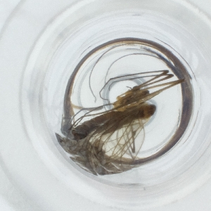  ( - SPGW_011_F6)  @11 [ ] by  Genome Research Ltd as Wellcome Sanger Institute Genome Research Limited operating as Wellcome Sanger Institute