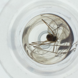  ( - SPGW_011_G4)  @11 [ ] by  Genome Research Ltd as Wellcome Sanger Institute Genome Research Limited operating as Wellcome Sanger Institute