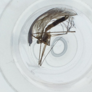  ( - SPGW_011_G6)  @11 [ ] by  Genome Research Ltd as Wellcome Sanger Institute Genome Research Limited operating as Wellcome Sanger Institute