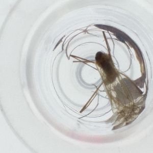  ( - SPGW_011_G9)  @11 [ ] by  Genome Research Ltd as Wellcome Sanger Institute Genome Research Limited operating as Wellcome Sanger Institute