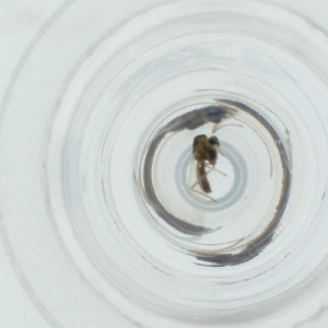  ( - SPGW_012_F5)  @11 [ ] by  Genome Research Ltd as Wellcome Sanger Institute Genome Research Limited operating as Wellcome Sanger Institute