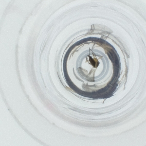  ( - SPGW_013_D9)  @11 [ ] by  Genome Research Ltd as Wellcome Sanger Institute Genome Research Limited operating as Wellcome Sanger Institute