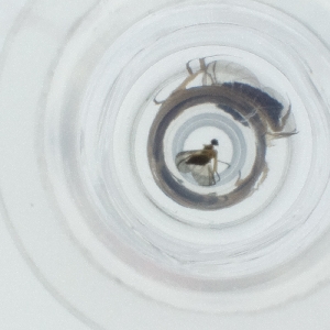  ( - SPGW_013_E8)  @11 [ ] by  Genome Research Ltd as Wellcome Sanger Institute Genome Research Limited operating as Wellcome Sanger Institute