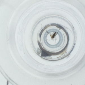  ( - SPGW_015_A4)  @11 [ ] by  Genome Research Ltd as Wellcome Sanger Institute Genome Research Limited operating as Wellcome Sanger Institute