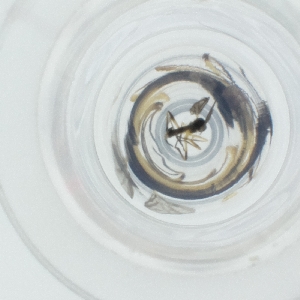  ( - SPGW_015_C10)  @11 [ ] by  Genome Research Ltd as Wellcome Sanger Institute Genome Research Limited operating as Wellcome Sanger Institute