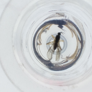  ( - SPGW_015_G9)  @11 [ ] by  Genome Research Ltd as Wellcome Sanger Institute Genome Research Limited operating as Wellcome Sanger Institute