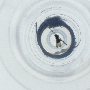  ( - SPGW_017_C9)  @11 [ ] by  Genome Research Ltd as Wellcome Sanger Institute Genome Research Limited operating as Wellcome Sanger Institute