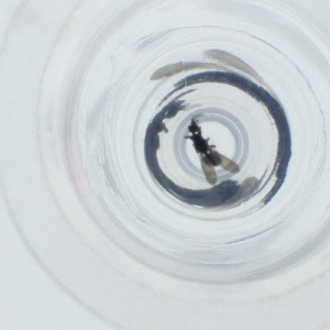  ( - SPGW_017_D11)  @11 [ ] by  Genome Research Ltd as Wellcome Sanger Institute Genome Research Limited operating as Wellcome Sanger Institute