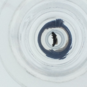  ( - SPGW_017_D6)  @11 [ ] by  Genome Research Ltd as Wellcome Sanger Institute Genome Research Limited operating as Wellcome Sanger Institute