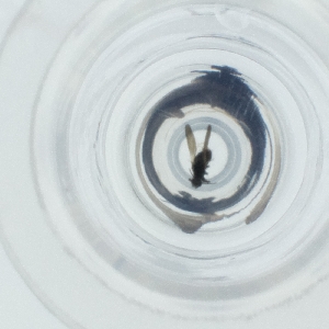  ( - SPGW_017_E3)  @11 [ ] by  Genome Research Ltd as Wellcome Sanger Institute Genome Research Limited operating as Wellcome Sanger Institute