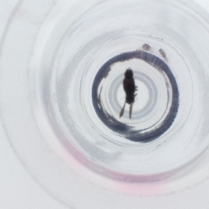  ( - SPGW_017_G11)  @11 [ ] by  Genome Research Ltd as Wellcome Sanger Institute Genome Research Limited operating as Wellcome Sanger Institute