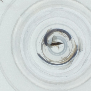  ( - SPGW_018_D6)  @11 [ ] by  Genome Research Ltd as Wellcome Sanger Institute Genome Research Limited operating as Wellcome Sanger Institute