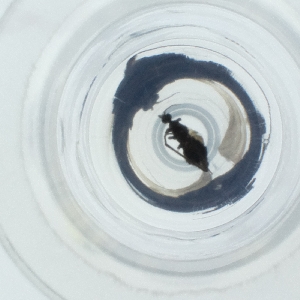  ( - SPGW_019_B4)  @11 [ ] by  Genome Research Ltd as Wellcome Sanger Institute Genome Research Limited operating as Wellcome Sanger Institute