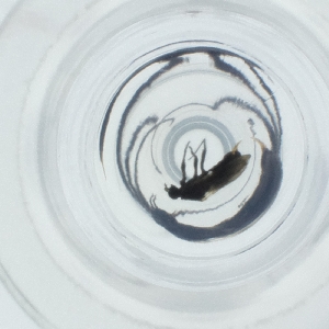  ( - SPGW_019_C2)  @11 [ ] by  Genome Research Ltd as Wellcome Sanger Institute Genome Research Limited operating as Wellcome Sanger Institute