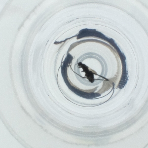  ( - SPGW_019_C4)  @11 [ ] by  Genome Research Ltd as Wellcome Sanger Institute Genome Research Limited operating as Wellcome Sanger Institute